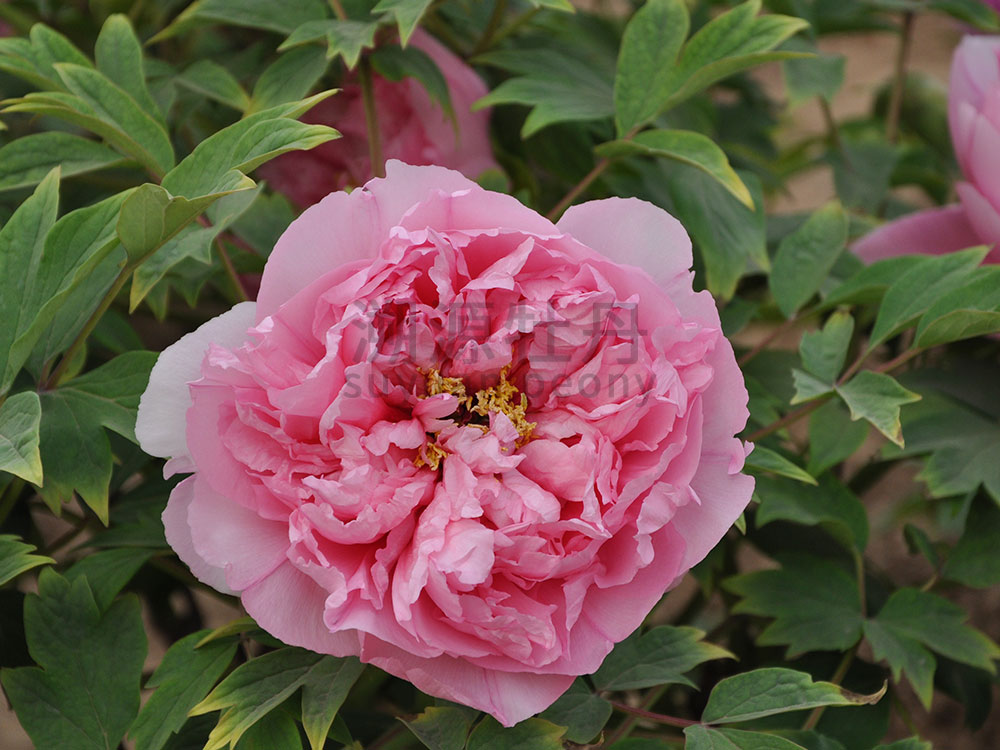 牡丹粉色系-銀紅巧對(duì)