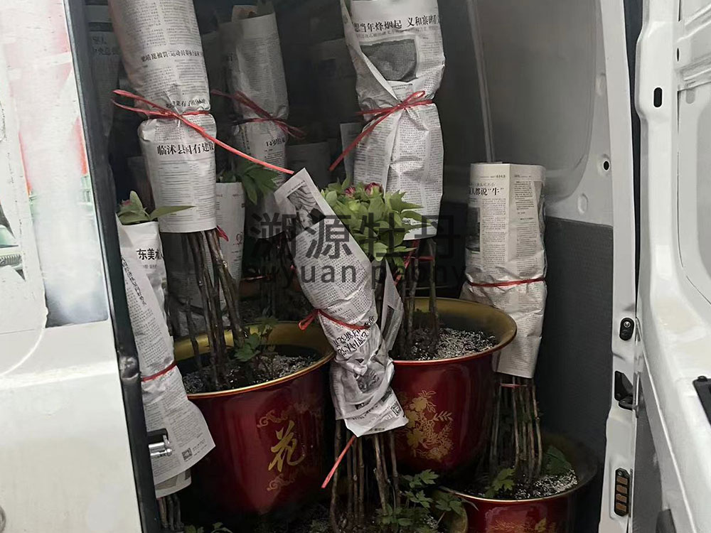 催花牡丹裝車(chē)